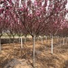 供應(yīng)櫻花等各種苗木