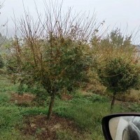 雞爪槭退林8到12公分