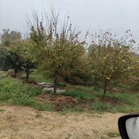 雞爪槭退林8到12公分