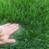 四季青草皮